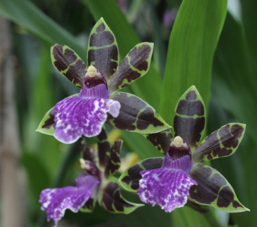 Популярные сорта орхидеи